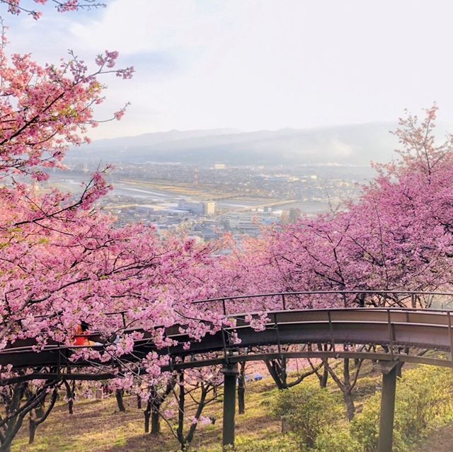 “Matsuda Cherry Blossom Festival” 🌸