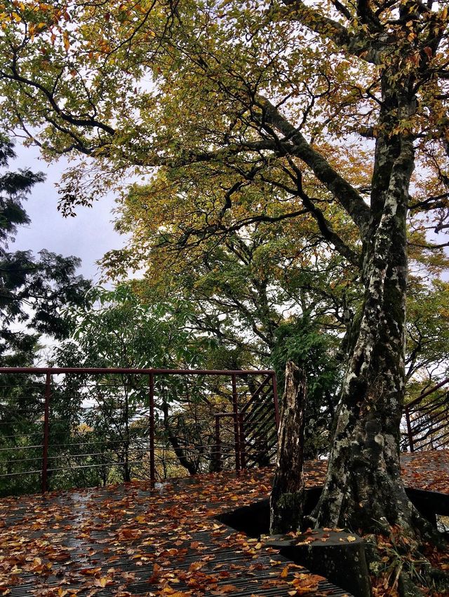 迷幻金黃秋葉：宜蘭太平山山毛櫸步道