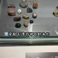《恐龍展🦕必睇7項嬰幼龍醫護》