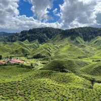 Wonderful tea plantation visit 