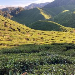 Cameron Valley Tea House 여행 사진