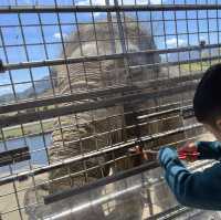 親子旅遊必到景點 - 九州自然動物園