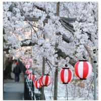 【兵庫   有馬温泉】サクラ咲きほこる日本の美🌸🌸🌸