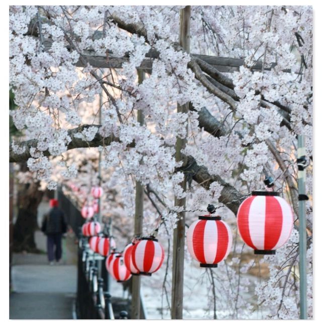 【兵庫   有馬温泉】サクラ咲きほこる日本の美🌸🌸🌸