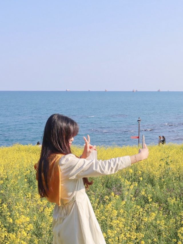바다가 보이는 넓은 유채꽃밭, 울산 슬도에서 두 마리 토끼잡기