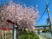 京都　京都散策旅　六孫王神社の桜に感動❗️
