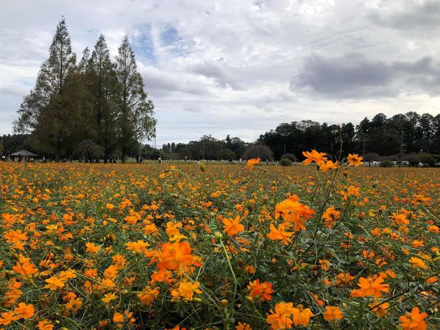 歐洲feel曙之山公園｜千葉縣