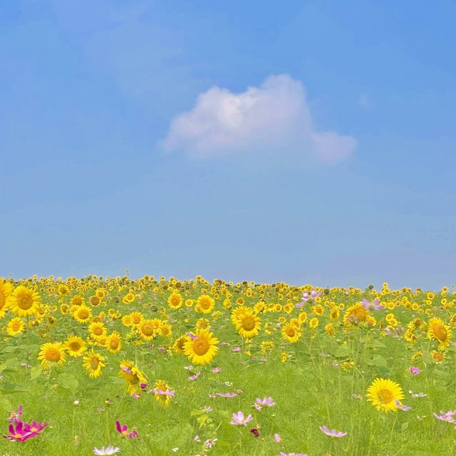 [ 7월 여행지 ] 서울근교 해바라기 명소 추천