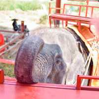 คาเฟ่หญ้าหลากสี มีน้องช้างสุดคิ้วท์ 🐘💐🍃