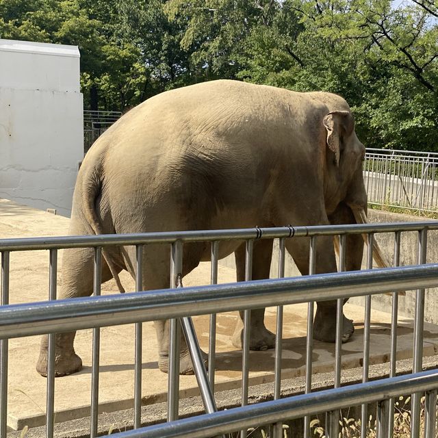 없는 동물이 없는 대구 달성공원🐯🐻🐴🐘