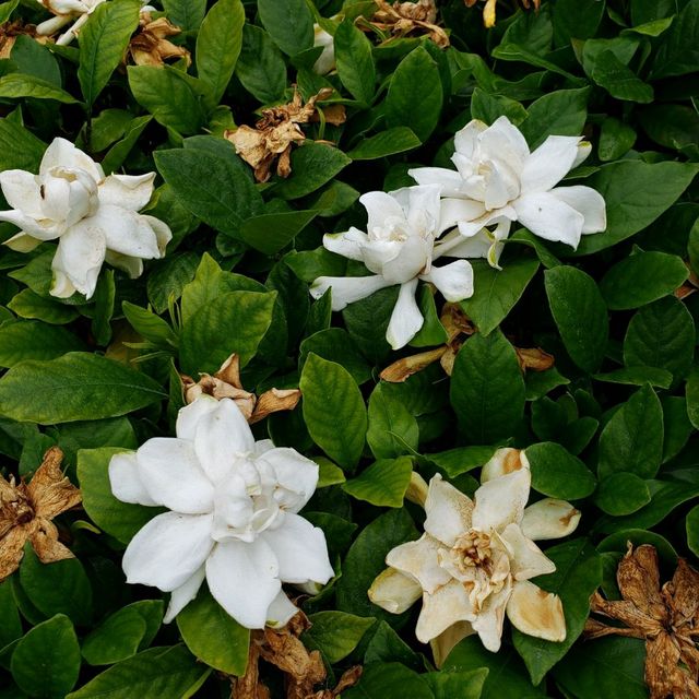 處處花香味【花蓮吉安】峇里情人渡假別墅