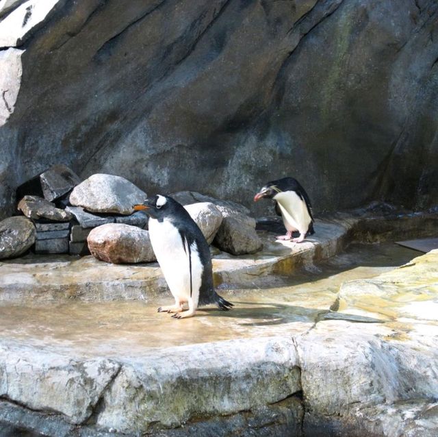 A day in Hongkong's Ocean Park