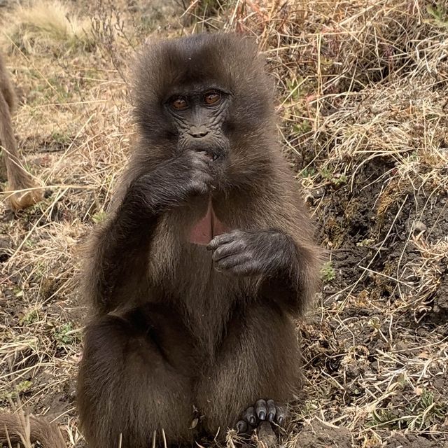 Wandering through the Wild African North.