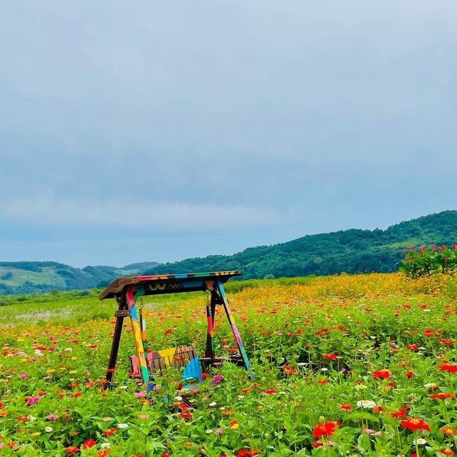 [연천] 꽃구경 명소🌸🌼🌺‘임진강댑싸리공원’