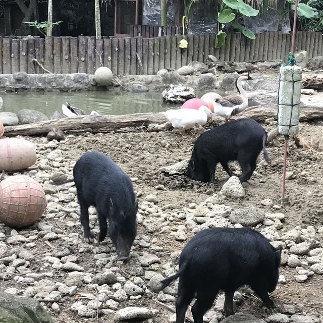 Taipei Zoo trip