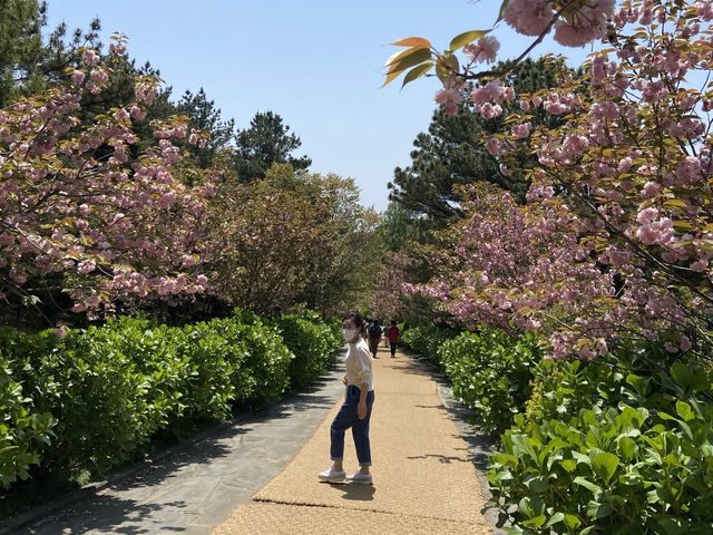 Beautiful Flowers and Trees in Jeju