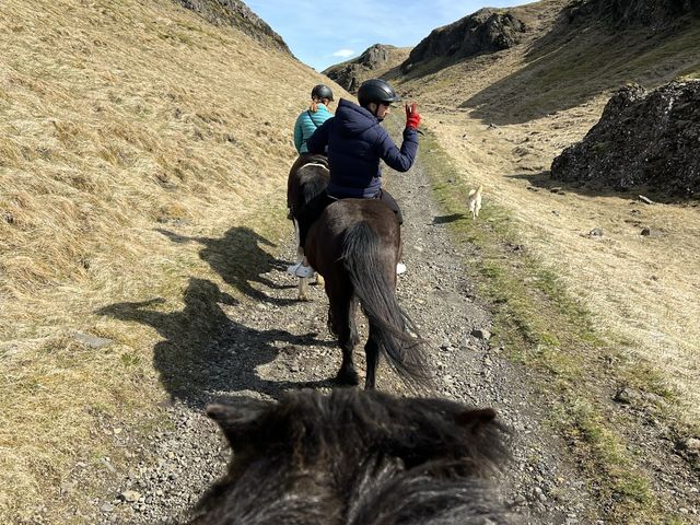 冰島🇮🇸 人生必試 - 騎冰島馬🐎