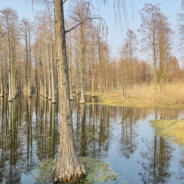 Water Forest, Qingpu🌲🌿