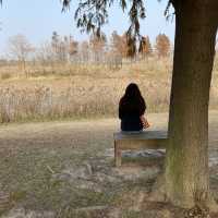 Dongtan Wetland Park, Chongming