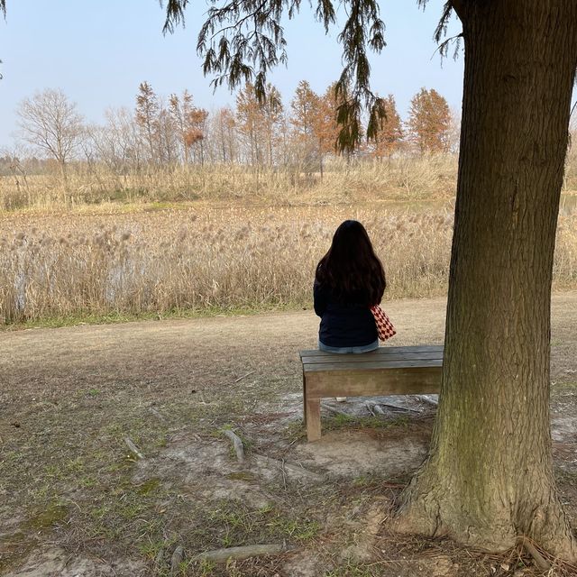 Dongtan Wetland Park, Chongming
