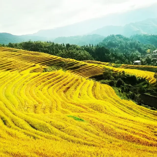 龍脊梯田：世界梯田原鄉