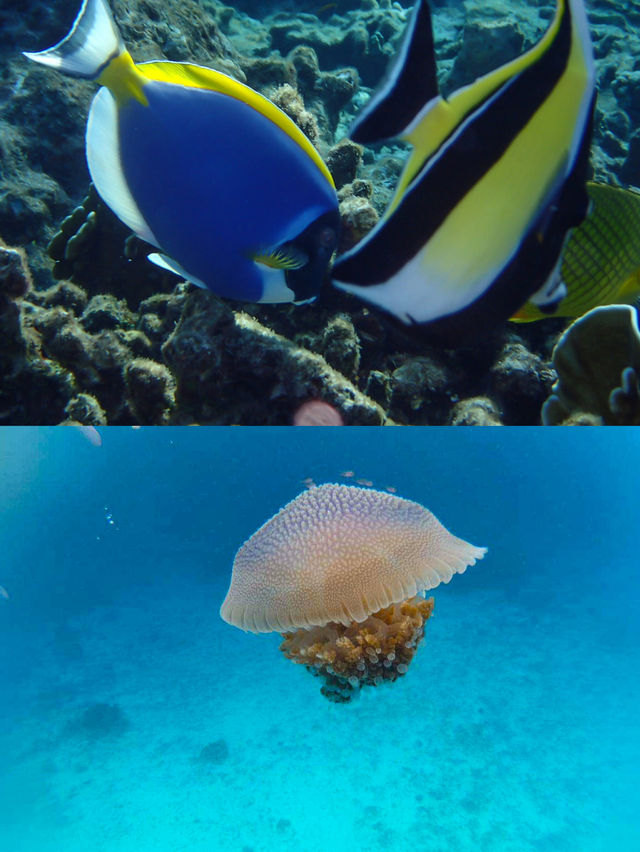 Similan Islands | This treasure island in Thailand is breathtaking!