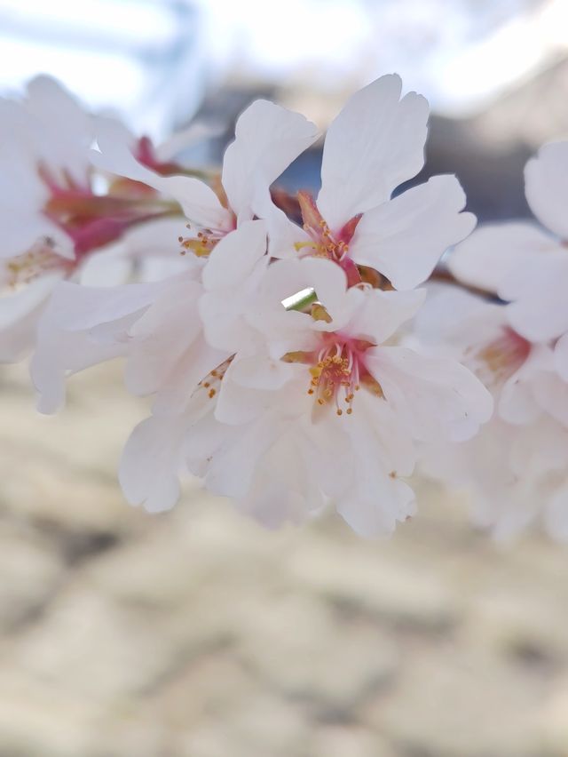 Nara's cherry blossoms 🌸