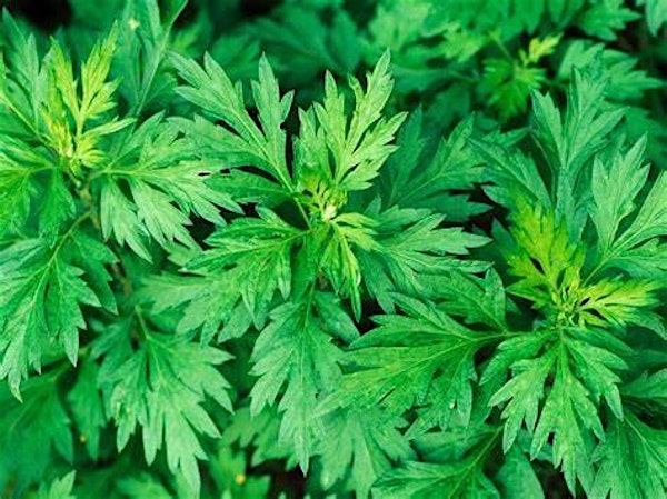 Healers Garden Mugwort Workshop | 4920 Rio Grande Blvd NW