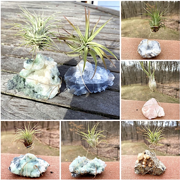 Crystal Air-Plant Wire-Wrap Workshop | Aquila's Nest Vineyards