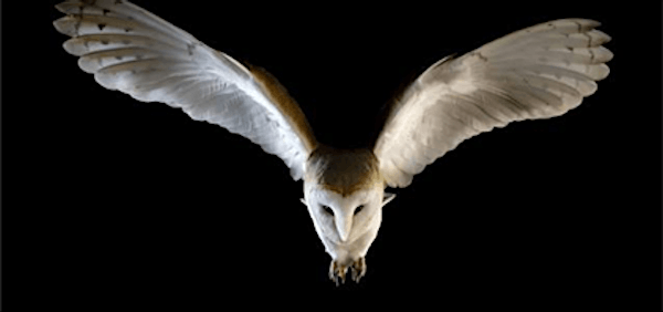 Naze Birds of Prey Evening - Owls | Naze Nature Discovery Centre