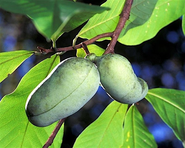 The Amazing Pawpaw at Tucquan Glen & Pyfer Nature Preserves | Tucquan Glen & Pyfer Nature Preserves