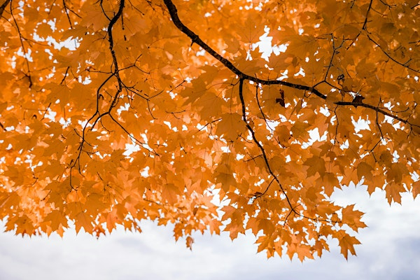 Fall Colours Walk @ Phyllis Rawlinson Park | Phyllis Rawlinson Park
