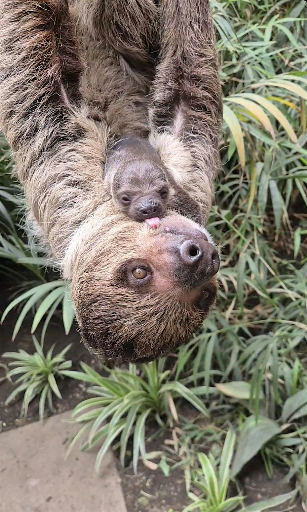 New Parent Social (am & pm) | RZSS Edinburgh Zoo