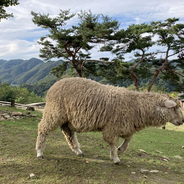 춘천 해피초원목장