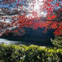嵐山の紅葉を存分に楽しめた！