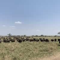 anotha safari at Serengeti