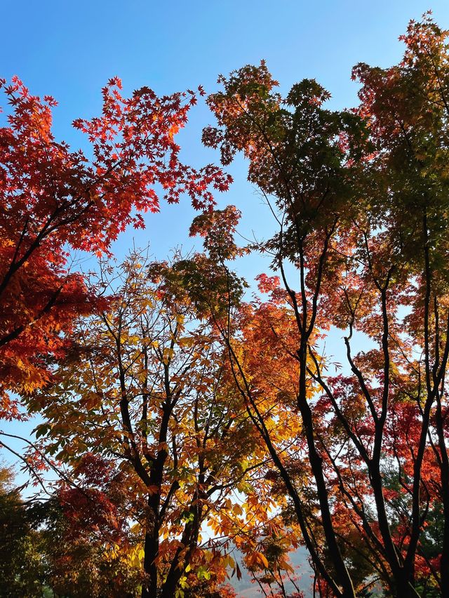 서울 근교 단풍 명소 추천:: 곤지암 화담숲