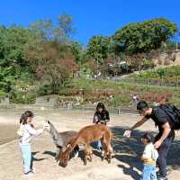 Day trip to Alpaca World