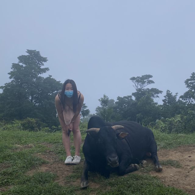 即興睇日出 🌅 牛🐃 出沒注意 ‼️