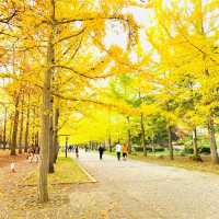 【天童】いちょうの木がいっぱい“山形総合運動公園”
