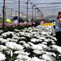 สวนเบญจมาศบิ๊กเต้-สวนบิ๊กเต้ BigTae Garden