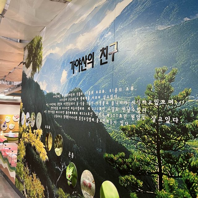 가야산 야생화 식물원에서 따뜻하게 꽃구경해요!