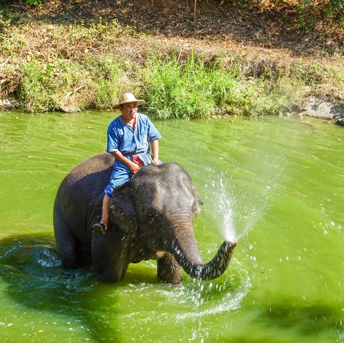 พามาดูช้างที่ ‘ศูนย์อนุรักษ์ช้างไทย’🐘🐘