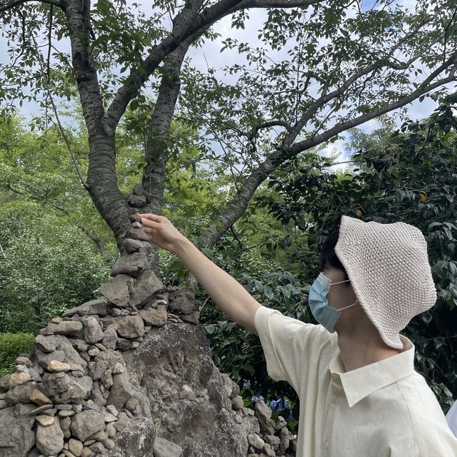 [제주] 까멜리아 힐 🌸, 그렇다고 수국만 있는 건 아닙니다?