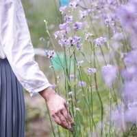 ทุ่งดอกหงอนนาค 💜สีม่วงฟรุ๊งฟริ๊ง สวยหวานใจละลาย