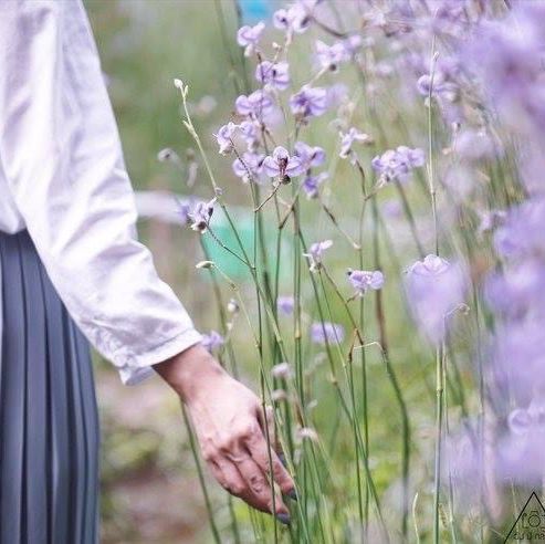 ทุ่งดอกหงอนนาค 💜สีม่วงฟรุ๊งฟริ๊ง สวยหวานใจละลาย