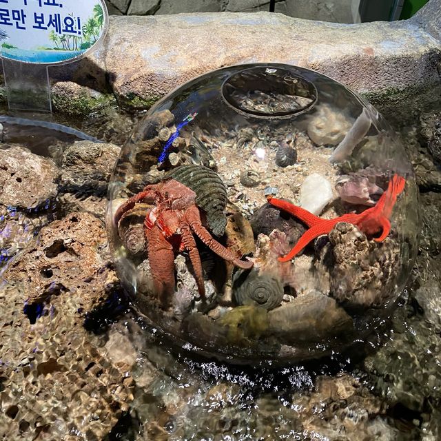 부산 아쿠아리움🐠