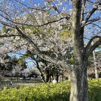 愛知県　清洲古城跡公園の桜