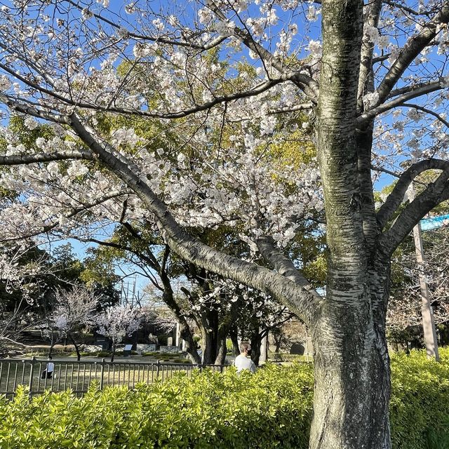 愛知県　清洲古城跡公園の桜