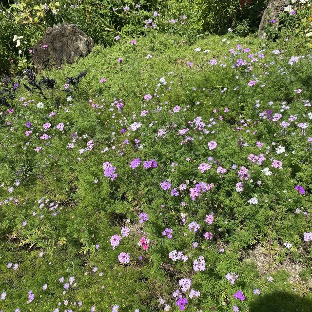 아침고요수목원에서 꽃구경 즐기기~🌳